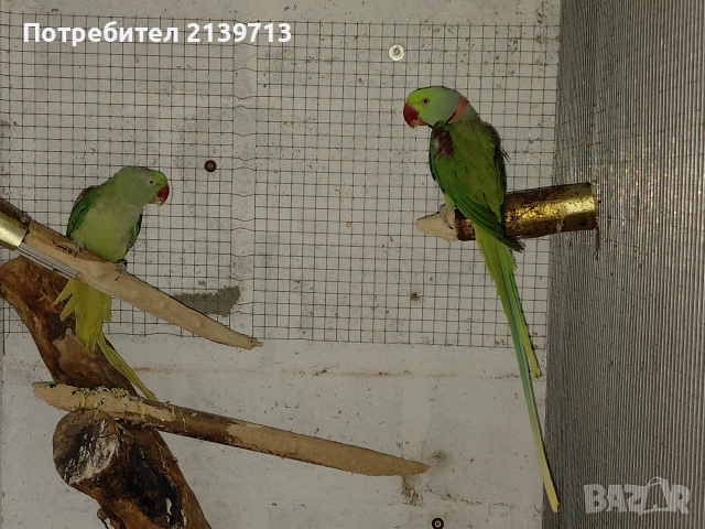 Продавам двойка Голям Александър, снимка 7 - Папагали - 54220545