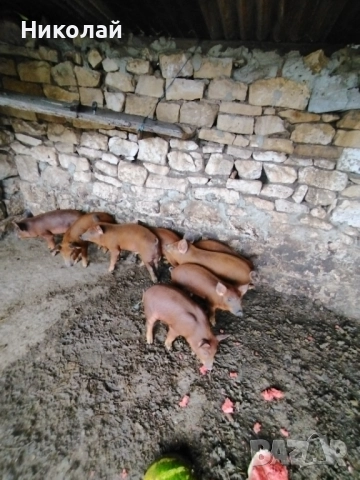 Прасенца на 55 дни на клипа е бащата , снимка 2 - Прасета - 52193850