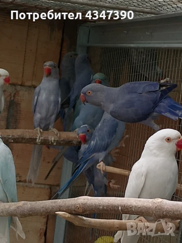 Малък Александър , снимка 4 - Папагали - 51080588