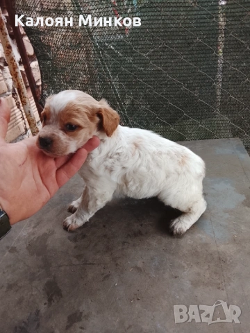 Бретон шпаньол 