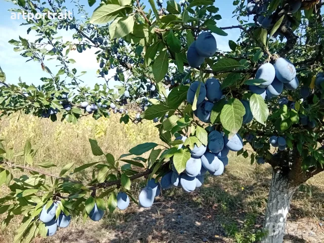 Продавам сливи за ракия, снимка 3 - Други - 55897336