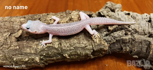 Леопардови гекони (Eublepharis macularius) 