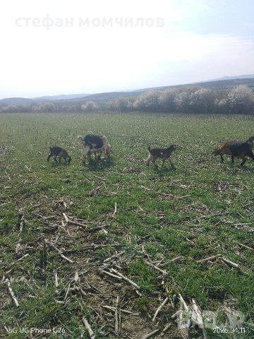 продавам , снимка 9 - Кози - 54162161