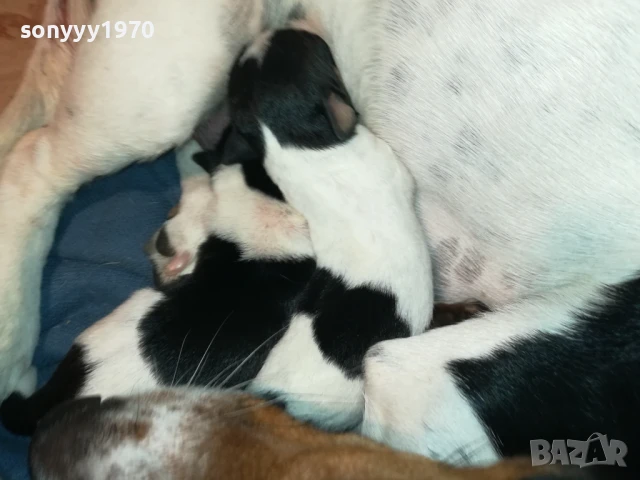 ДЖАК РЪСЕЛ-КУТРЕТА 250ЛВ ЗА ЕДНО 1708251005, снимка 11 - Джак ръсел териер - 51390012