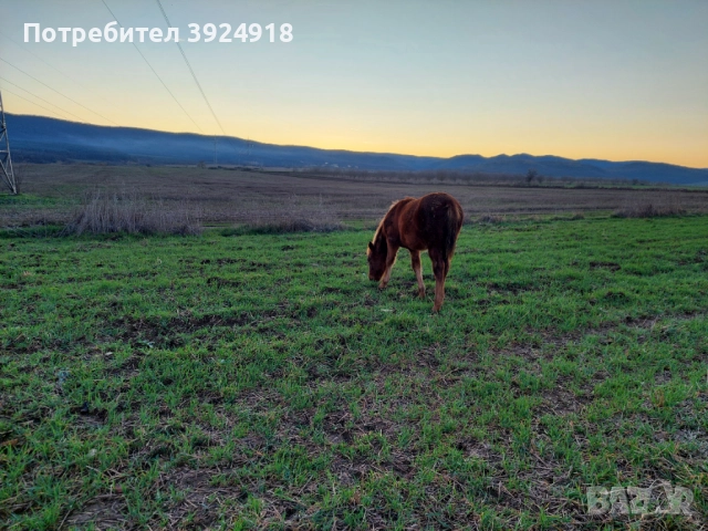 Продавам Конче на 8 месеца , снимка 8 - Коне - 52810797