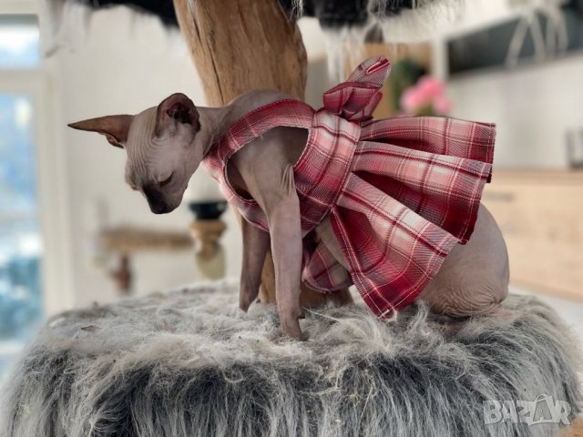 Рокля за куче с повод. Нагръник за куче. Нагръдник с повод. Нагръдник за малко куче. Дрехи за кучета, снимка 9 - За кучета - 38383966