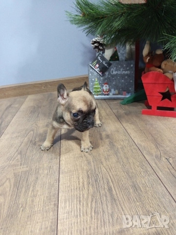 френски булдог , снимка 2 - Френски булдог - 52909477