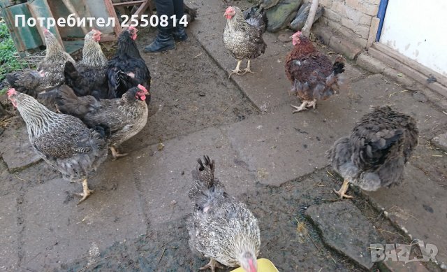 Оплодени яйца от породисти Катунски кокошки, снимка 10 - Кокошки и пуйки - 27672918