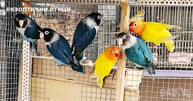 Продавам 2 двойки Неразделки , снимка 7 - Папагали - 52678957