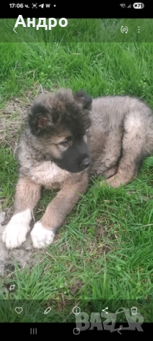 кавказка овчарка мъжко на два месеца, снимка 6 - Кавказка овчарка - 52771755