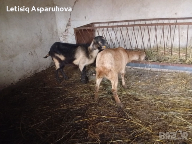 Продавам две козички дзвиски за първи път ще се козата, снимка 5 - Кози - 52826897