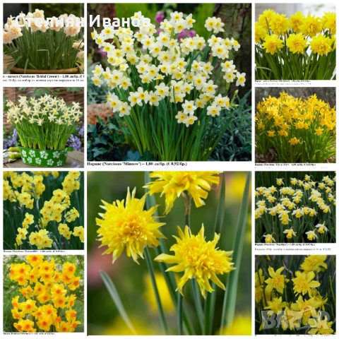 СОРТОВИ НАРЦИСИ - ЛУКОВИЦИ