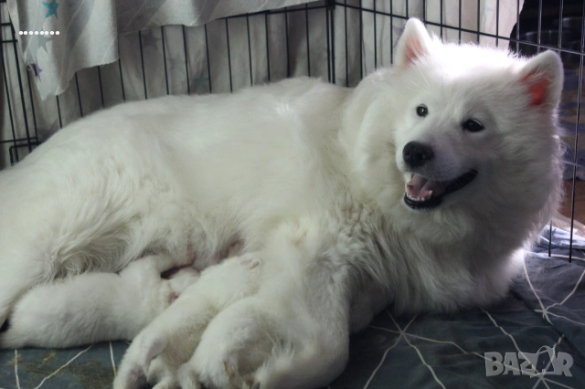 Самоед бебета, снимка 5 - Самоед - 51998559