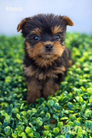 Йоркширски териер - Йорки 