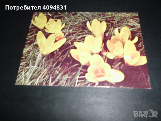 Стари албуми 2бр. с Пощенски картички / Цветя, снимка 10 - Колекции - 52099682