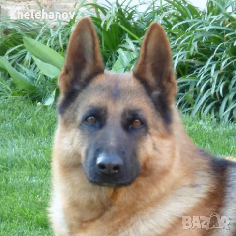 Немска Овчарка от Развъдник "Von Zhelehanov", снимка 1