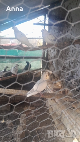 продавам пощенски гълаби, снимка 3 - Гълъби - 52834470