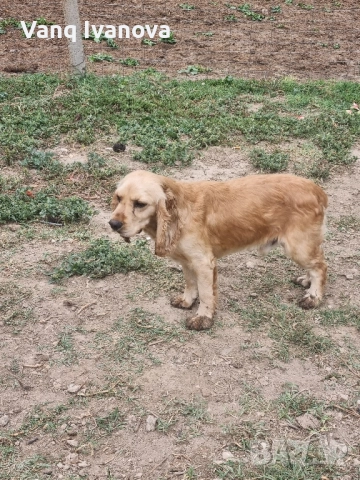 Куче за трюфели, снимка 1