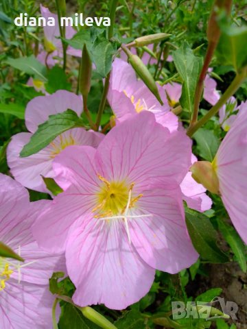 Розова Йонотера, студоустойчива, снимка 5 - Градински цветя и растения - 42569424