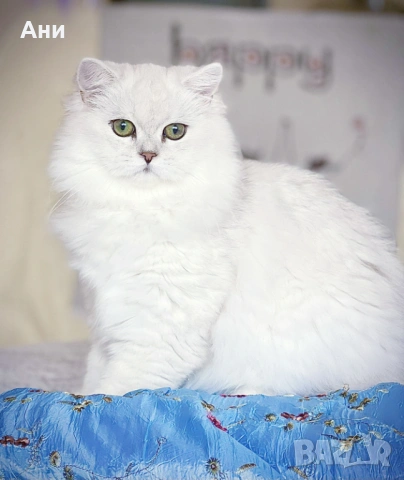 КОТЕНЦА МЕЧТА., снимка 8 - Чинчили - 54135674