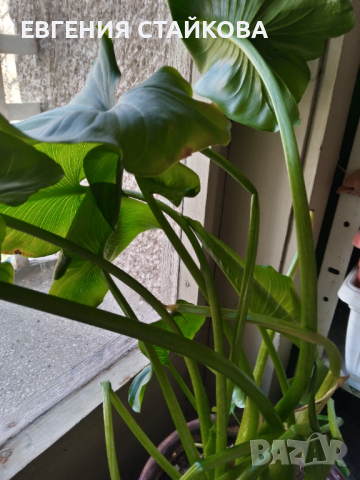 Продавам  кала, трилистниче, мандаринка., снимка 3 - Стайни растения - 36482641