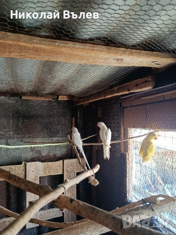 Малки александри , снимка 2 - Папагали - 54333896