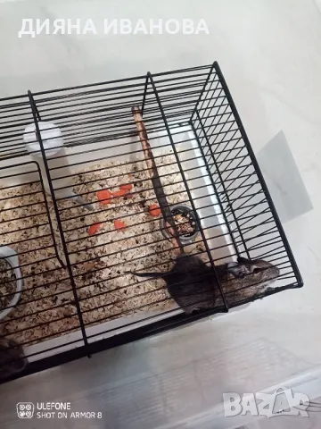 Катерички дегу, снимка 4 - Други - 48394298