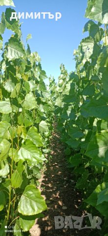 Продавам Тополови фиданки, снимка 3 - Градински цветя и растения - 42592204