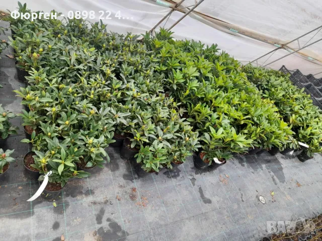 Рододендрон, снимка 5 - Разсади - 45012912