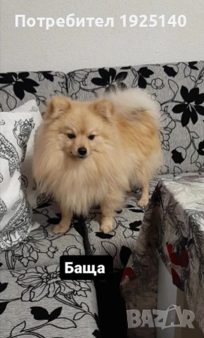 продавам мъжки померанй , снимка 8 - Померан - 54231729