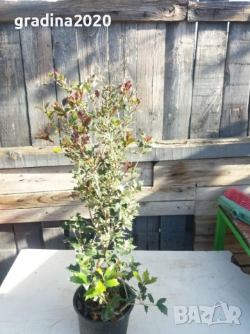 Османтус (Osmanthus purpureus), снимка 8 - Разсади - 53102836