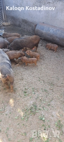 Продавам виетнамски прасета , снимка 3 - Прасета - 51882927