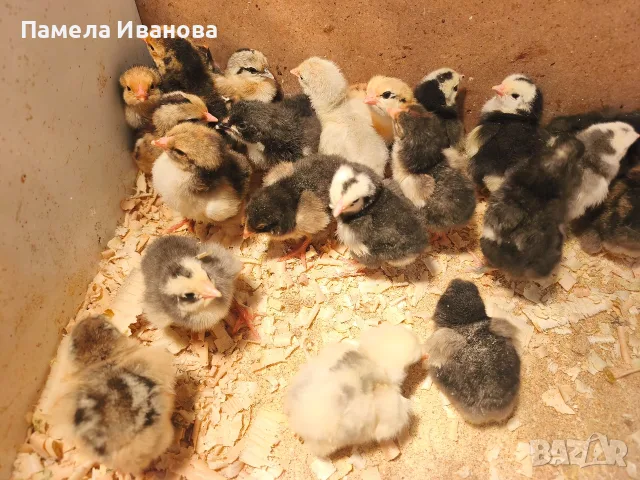 Новоизлюпени пиленца брама , снимка 4 - Патици и гъски - 55780370