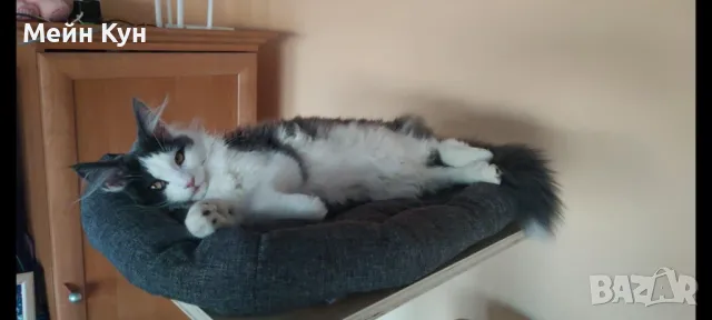 Търсим мъжки Мейн Кун с родословие, снимка 8 - Търси партньор - 44899104