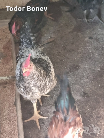 Продавам или разменям за ярки млади домашни петлета, снимка 7 - Кокошки и пуйки - 51544238