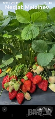 Разсад ягоди, малини и къпини