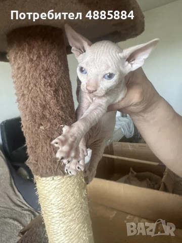 котенца канадски сфинкс женски и мъжки
