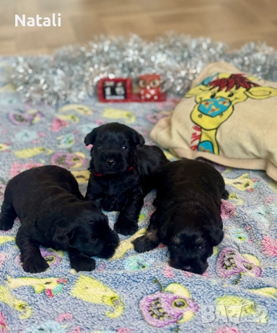 🐶 Малки съкровища търсят своя дом 🐾, снимка 7 - Други - 52828955