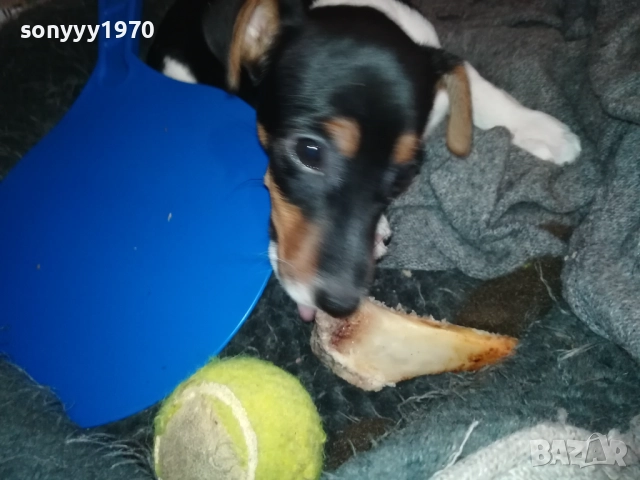 бебе ДЖАК РЪСЕЛ ТЕРИЕР 2111251016, снимка 14 - Джак ръсел териер - 52488853