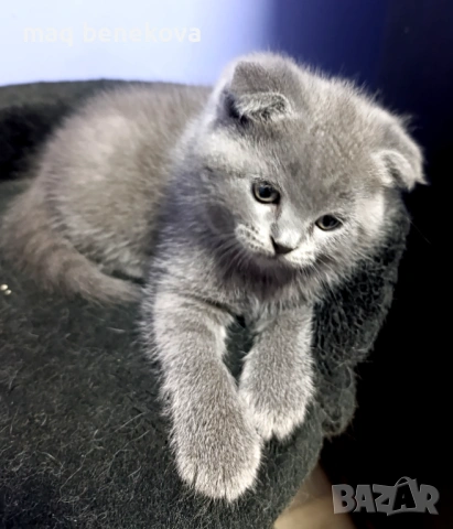 Прекрасни момичета шотландска клепоуха и правоуха!!!, снимка 7 - Британска късокосместа - 54061138