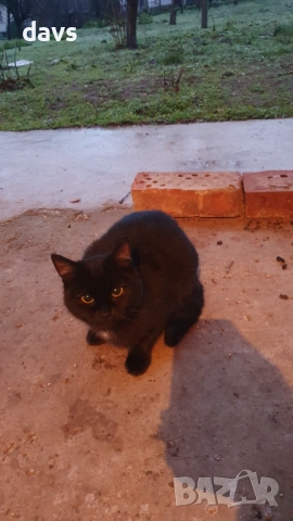 Дом за млади котета - остават сами на произвола на съдбата, снимка 5 - Други - 53050188