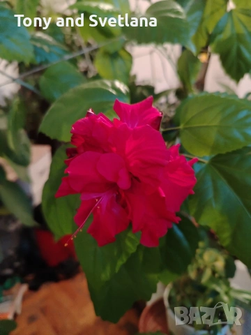 Хибискуси/китайски рози с едри кичести цветове