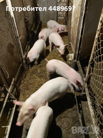 Малки прасета Силистра