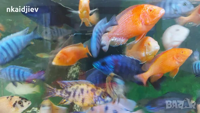 Перфектни, пъстри, цветни риби (цинотилапии и аулонокари)