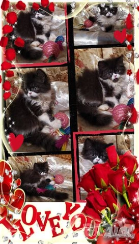 Ваксинирани персийски дългокосместа многоцветни принцове,с ЕС паспорт,микрочип домашни любимци!, снимка 7 - Чинчили - 42172746