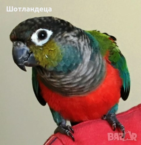 Папагали-пирура перлата, снимка 3 - Папагали - 52689145