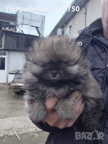 продавам померан 