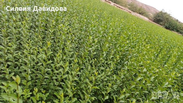 0.70 Лигуструм на корен