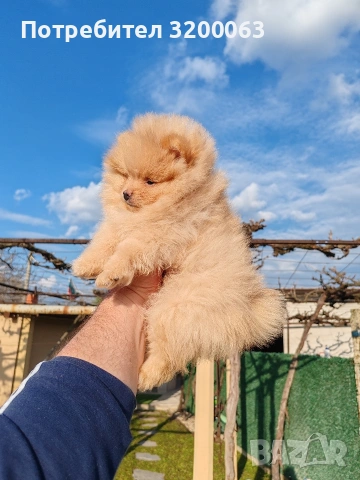 Померан мъжки и женски , снимка 7 - Померан - 53950897