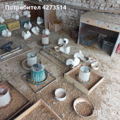 Продавам гълъби финерлии - бели и пъстри, снимка 10 - Гълъби - 53299830